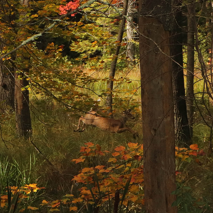 Oh deer! Photo by Keagan Parisi